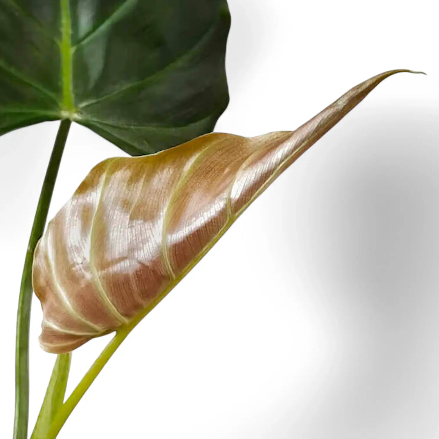 Philodendron corsinianum potted plant in nursery pot on white background.
