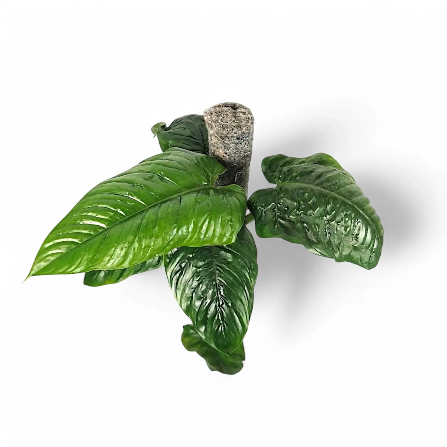 Philodendron ernestii potted plant in nursery pot on white background.