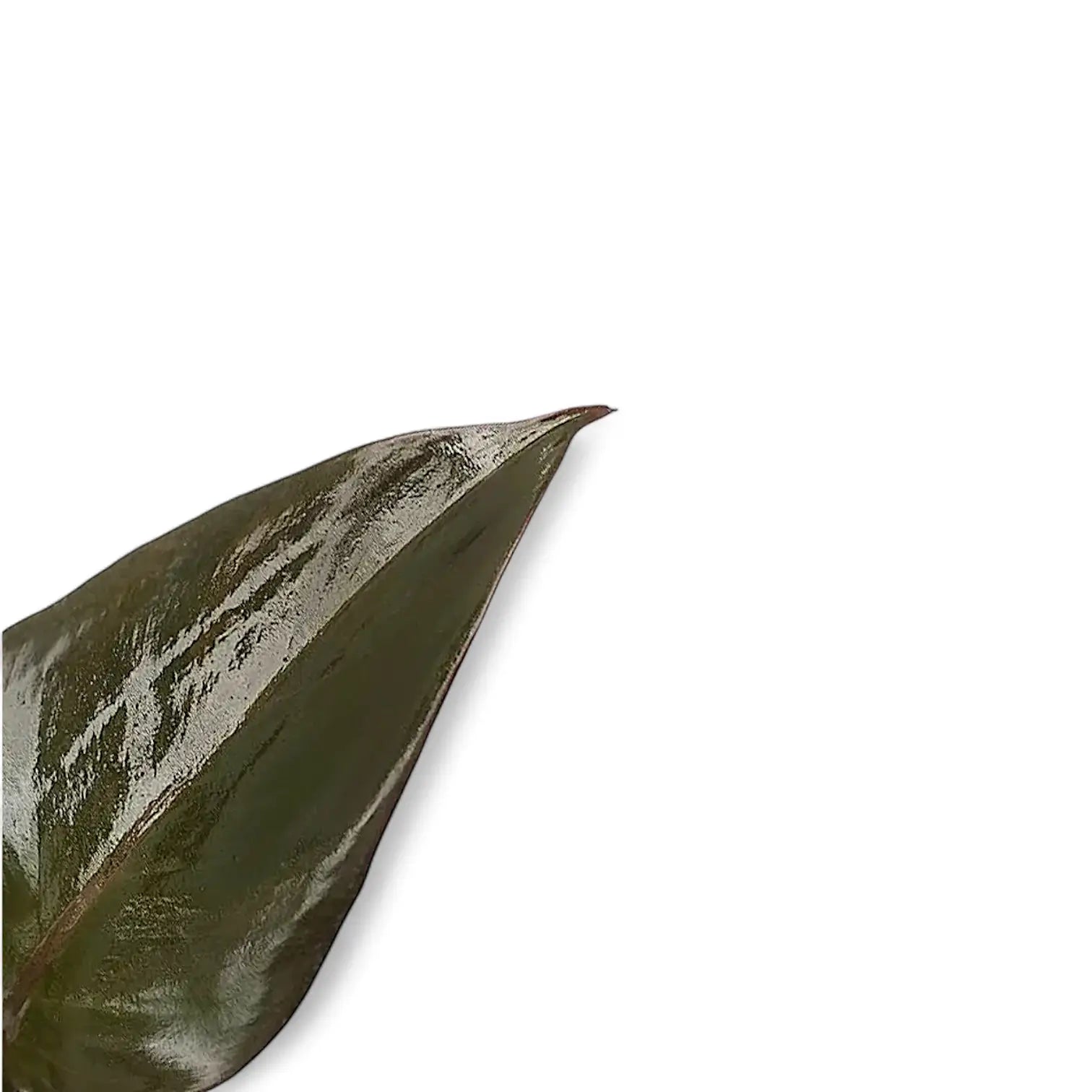 Philodendron erubescens 'New Red' close-up of leaf on white background.