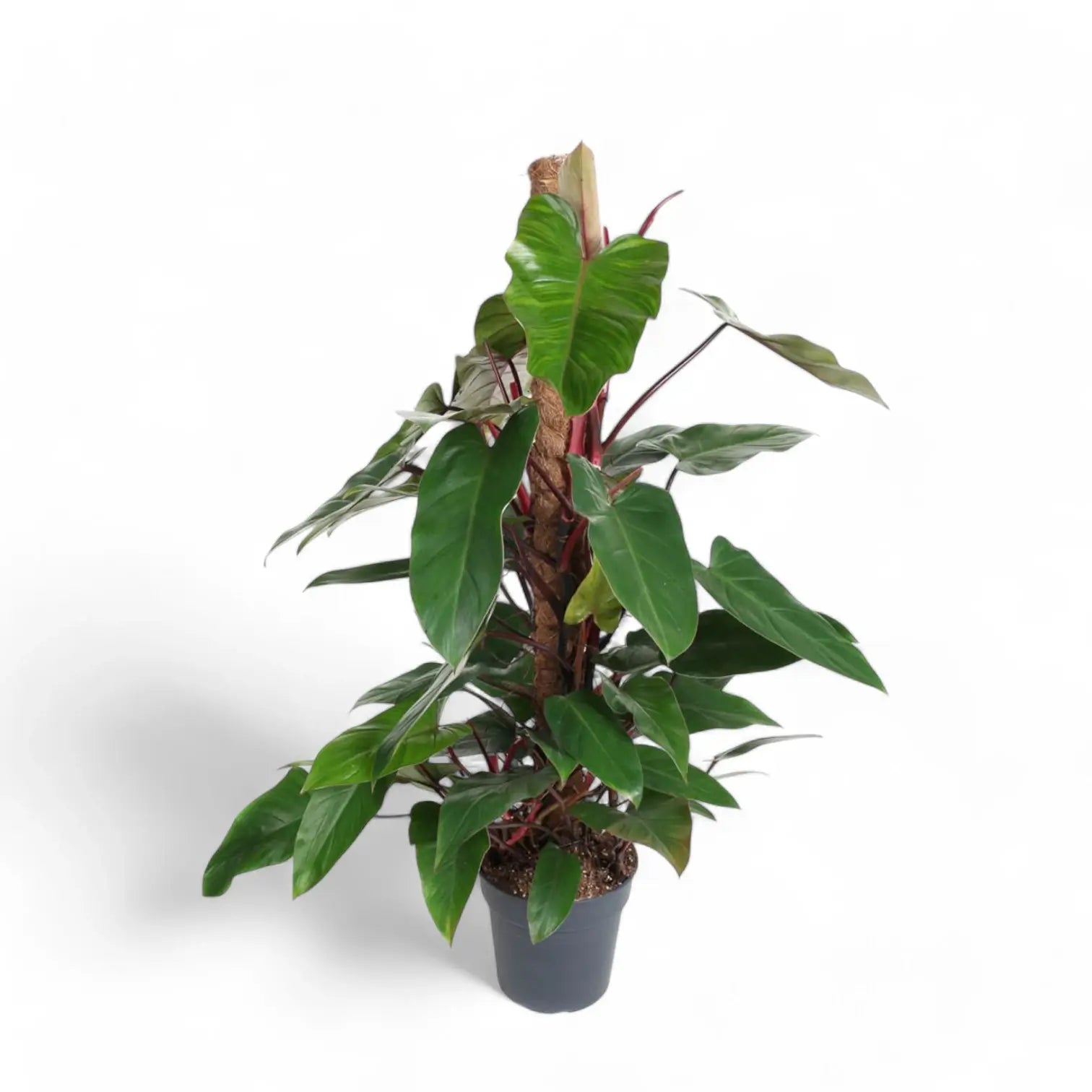 Philodendron erubescens 'Red Emerald' potted plant in nursery pot on white background.