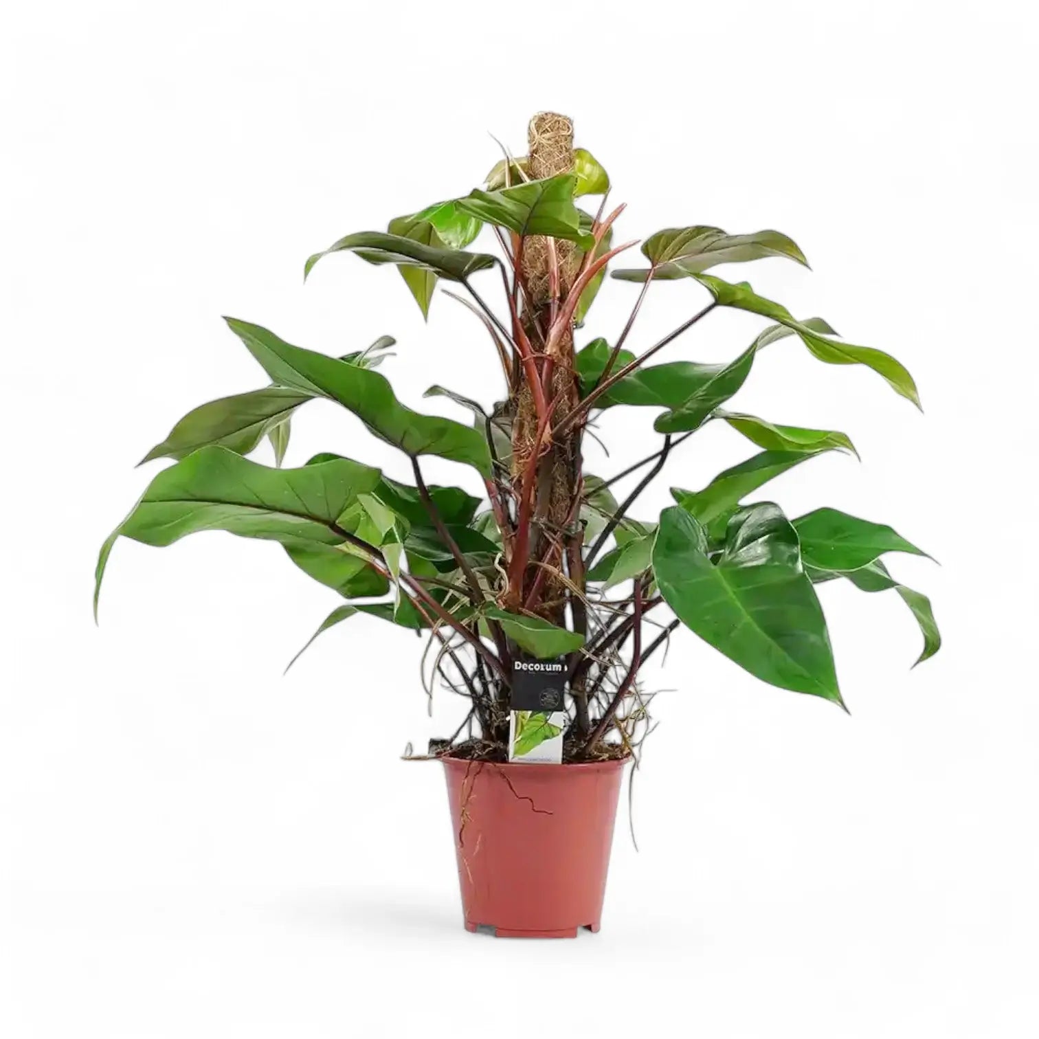 Philodendron erubescens 'Red Emerald' potted plant in nursery pot on white background.