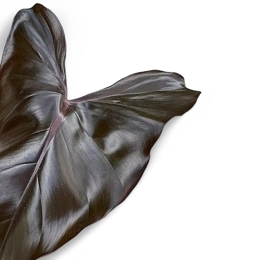 Philodendron erubescens x 'Dark Lord' close-up of leaf on white background.