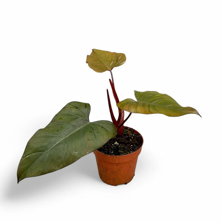 Philodendron erubescens x 'Dark Lord' potted plant in nursery pot on white background.