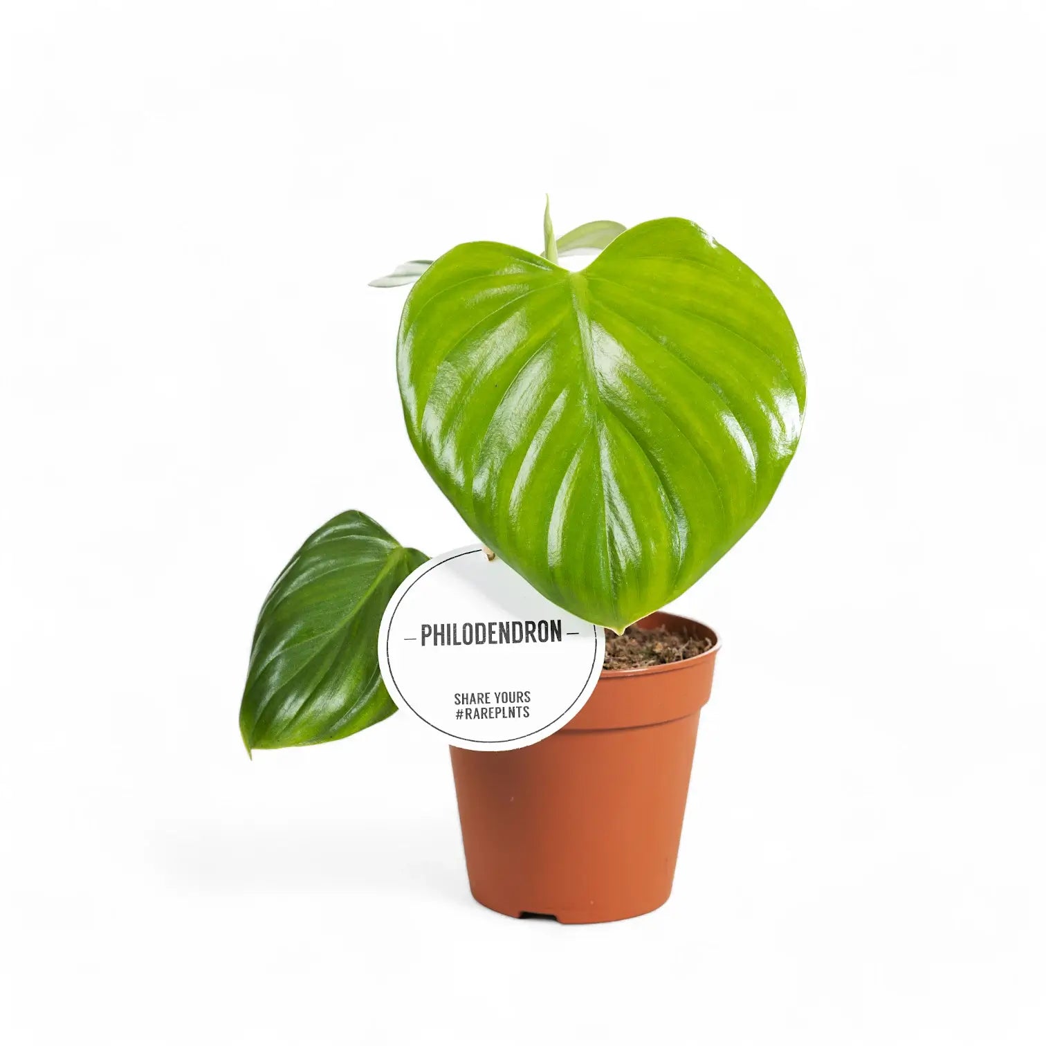 Philodendron eximium potted plant in nursery pot on white background.