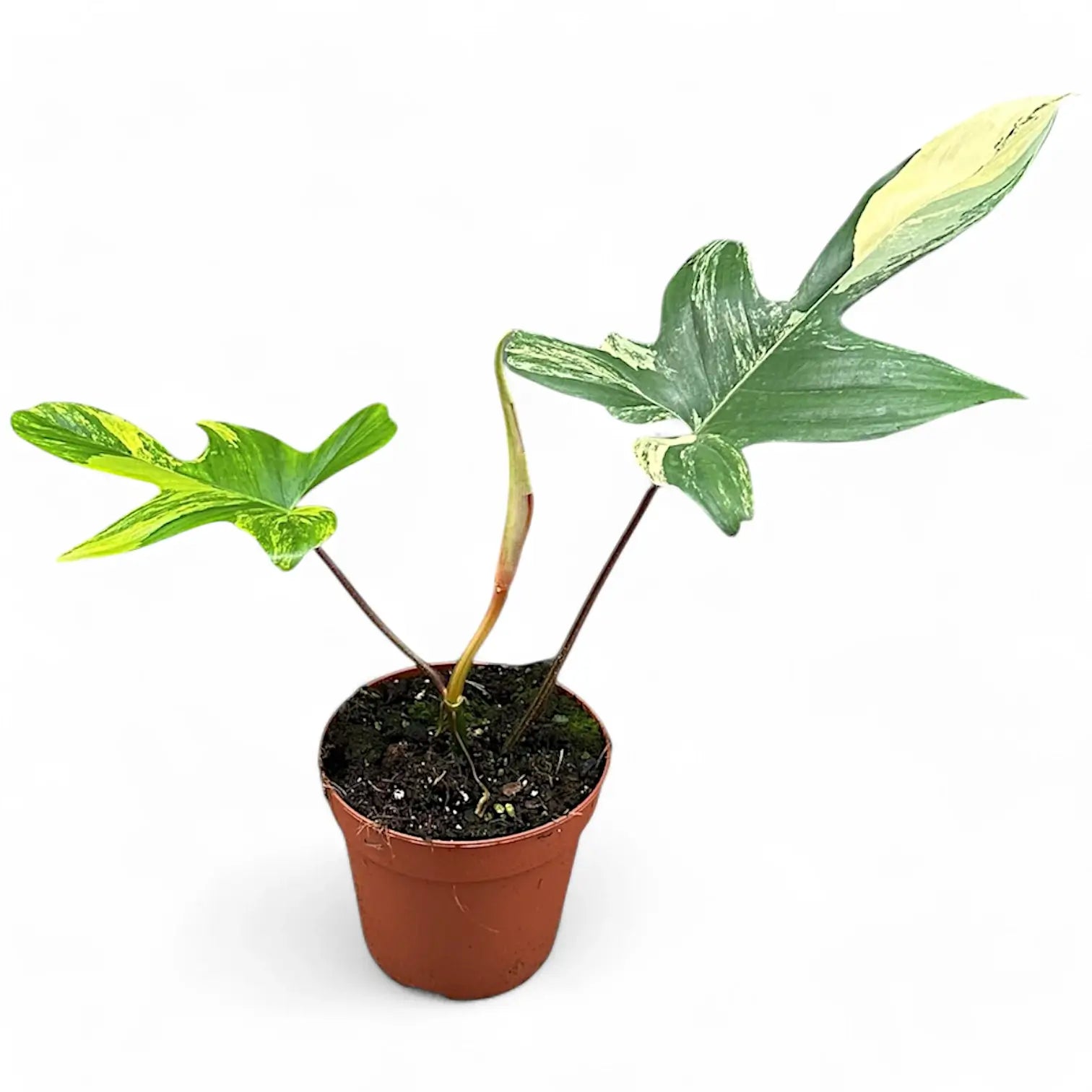 Philodendron 'Florida Beauty' ('Magic Mask') potted plant in nursery pot on white background.