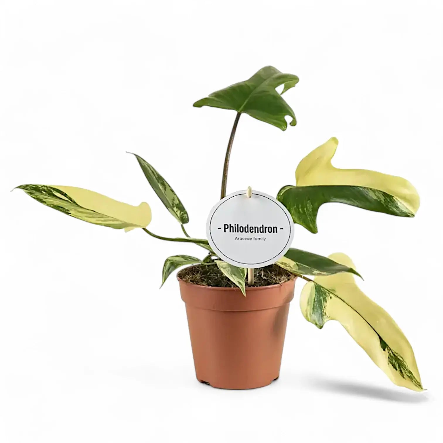 Philodendron 'Florida Beauty' ('Magic Mask') potted plant in nursery pot on white background.