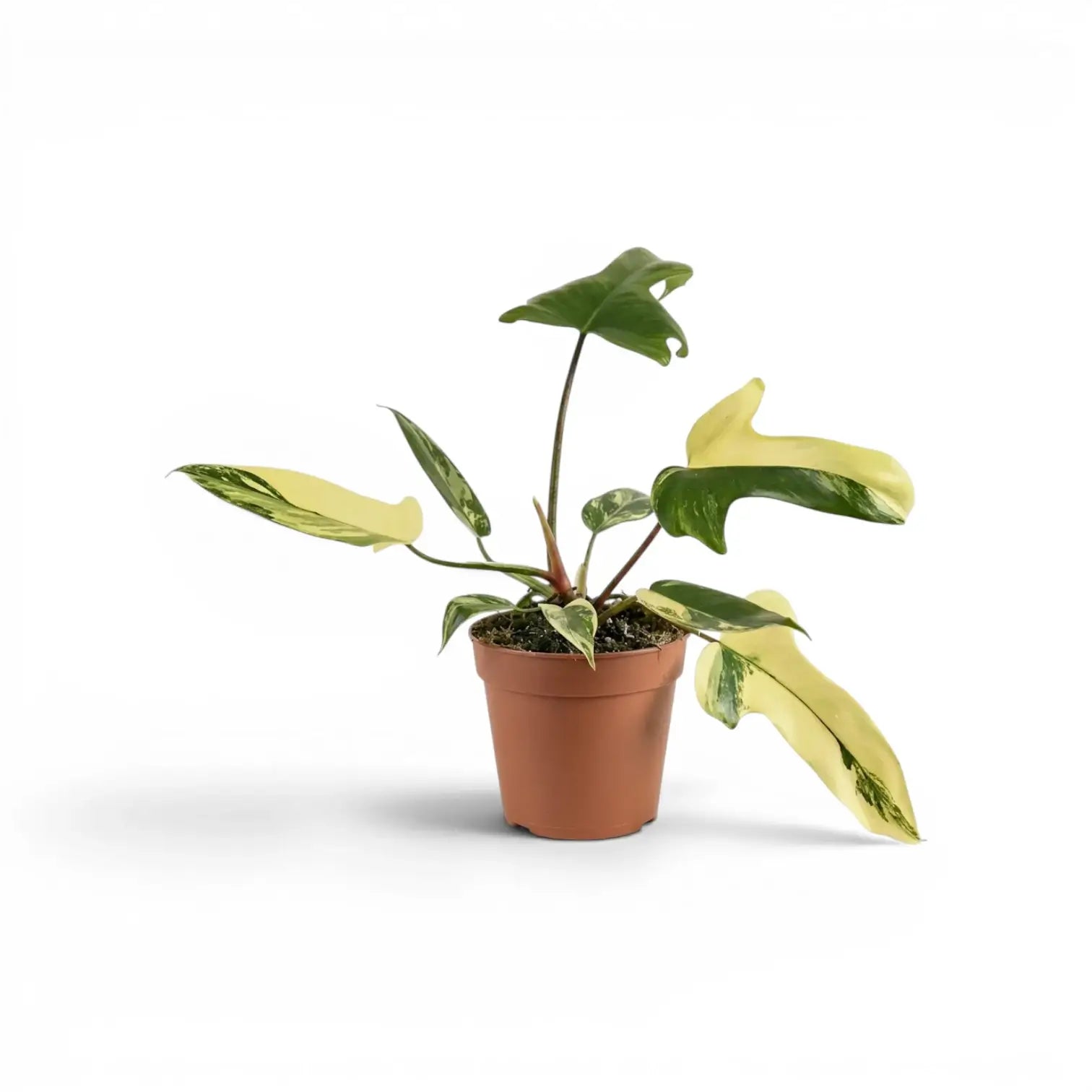 Philodendron 'Florida Beauty' im Kulturtopf.