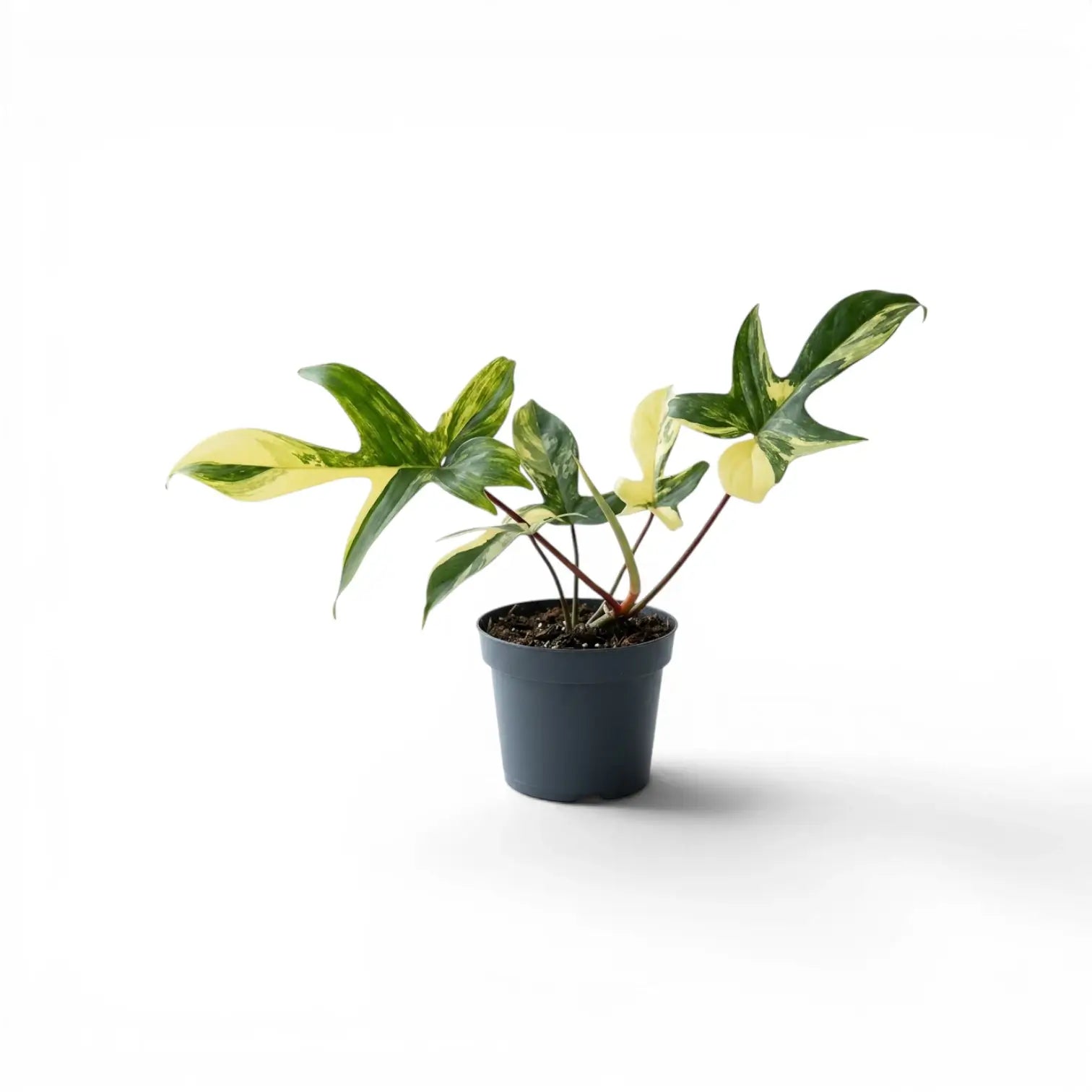 Philodendron 'Florida Beauty' im Kulturtopf.
