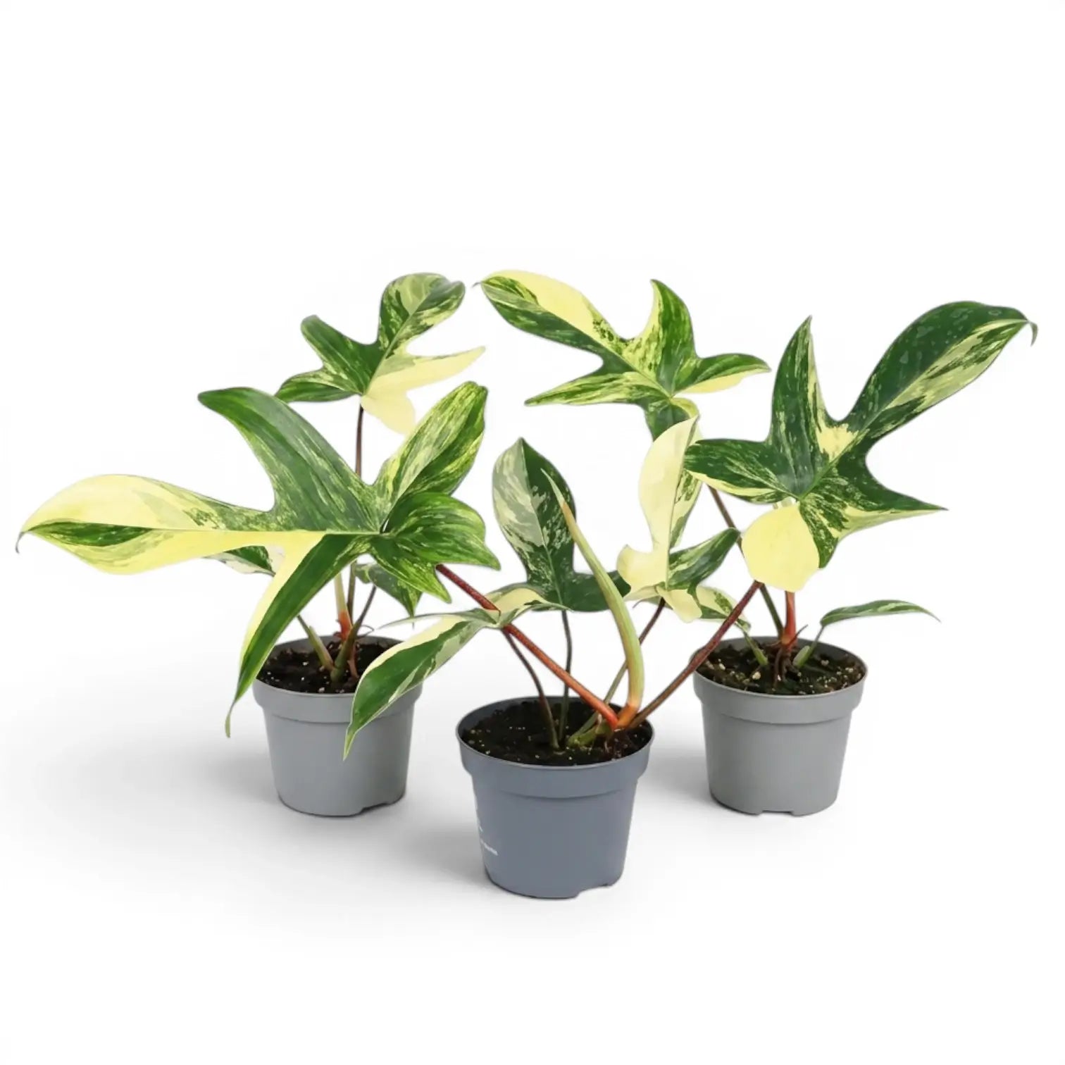 Philodendron 'Florida Beauty' im Kulturtopf.