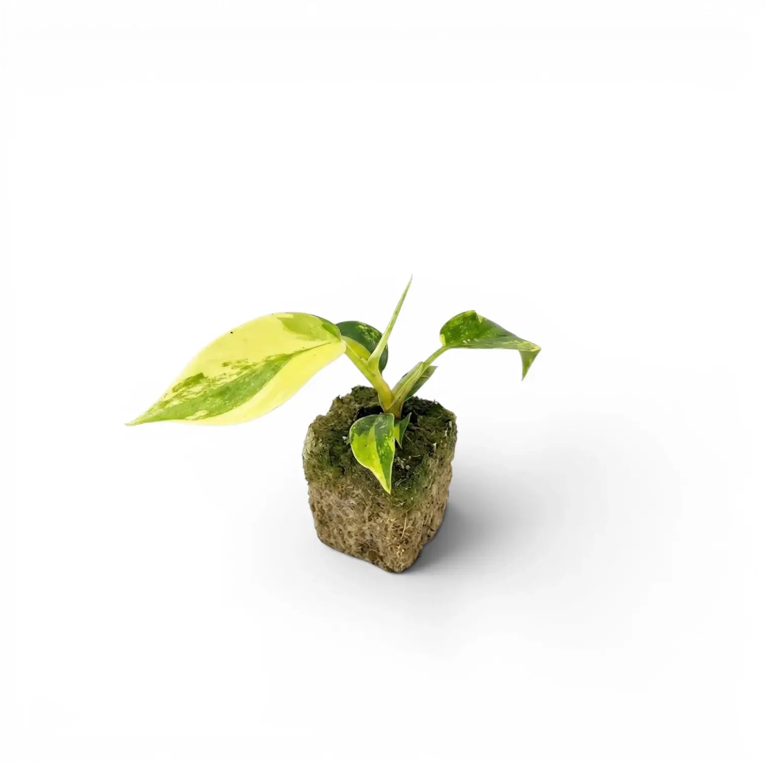 Philodendron 'Florida Beauty' als Plug-Pflanze im Kulturtopf.