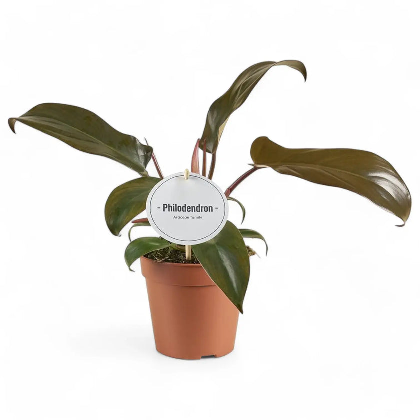 Philodendron 'Florida bronze' potted plant in nursery pot on white background.
