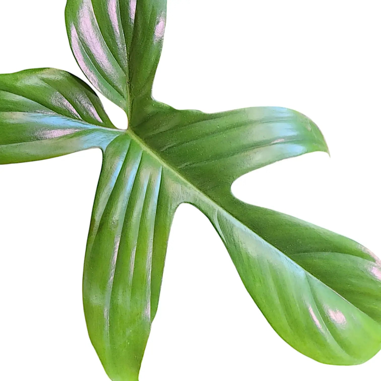 Philodendron 'Florida Green' leaf close-up on white background.