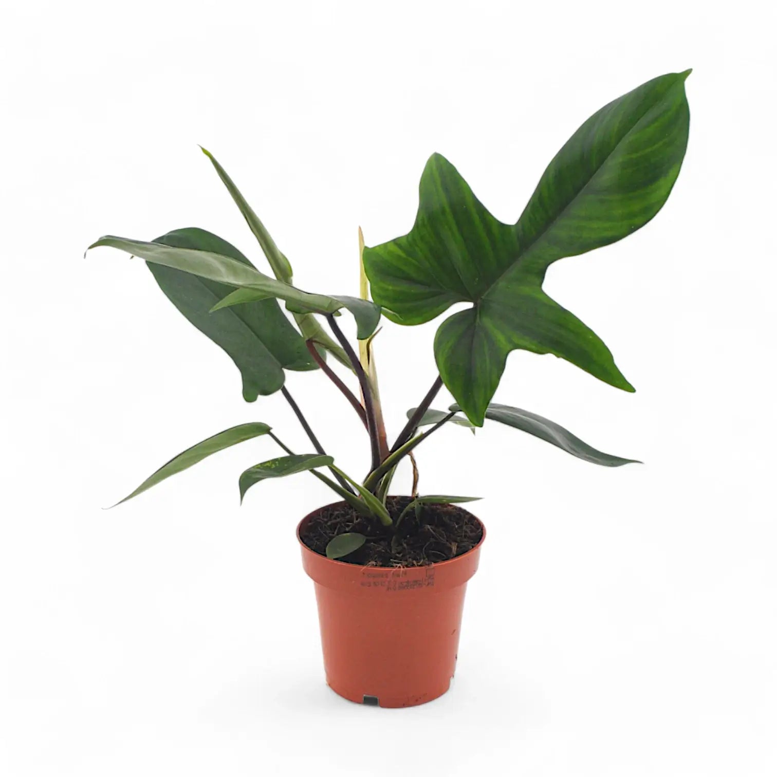 Philodendron 'Florida Green' – Zimmerpflanze im Kulturtopf auf weißem Hintergrund, Produktfoto 2.