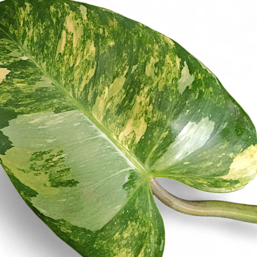 Nahaufnahme von Philodendron 'Fresh Aurea' ('White Princess Aurea Tricolor') vor weißem Hintergrund.