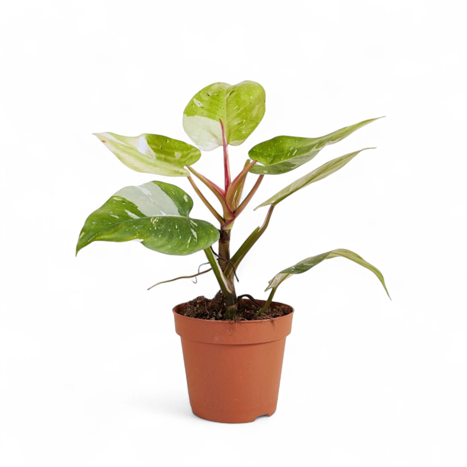 Philodendron 'Fresh Aurea' ('White Princess Aurea Tricolor') potted plant in nursery pot on white background.