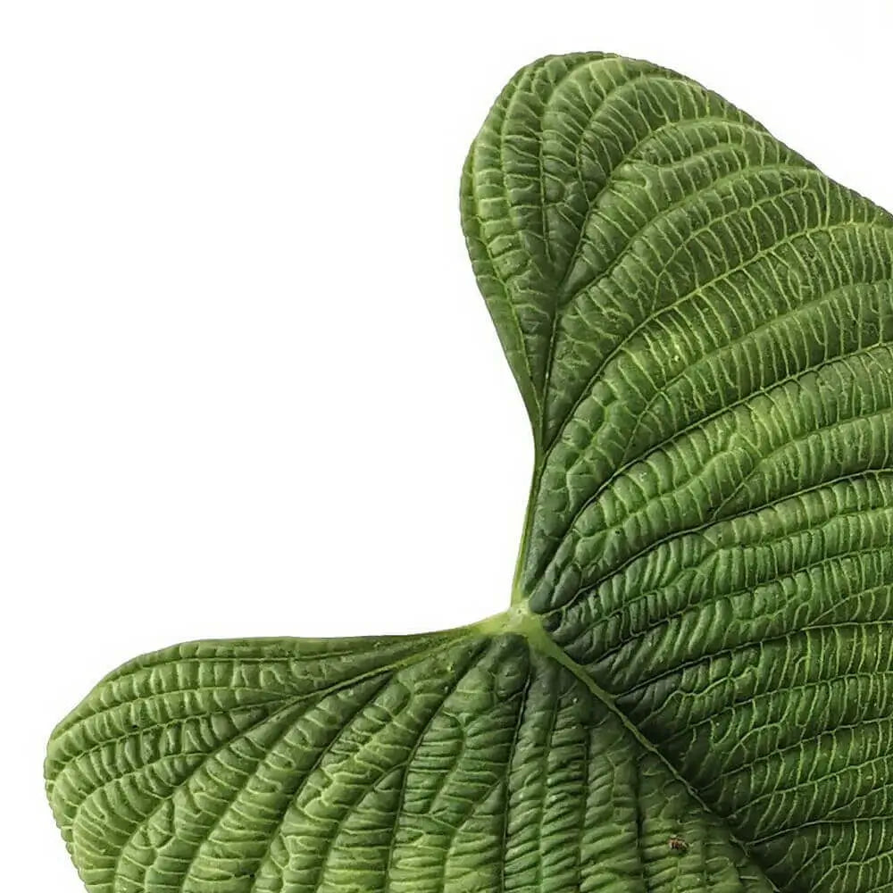 Philodendron furcatum – Blattdetail vor weißem Hintergrund..