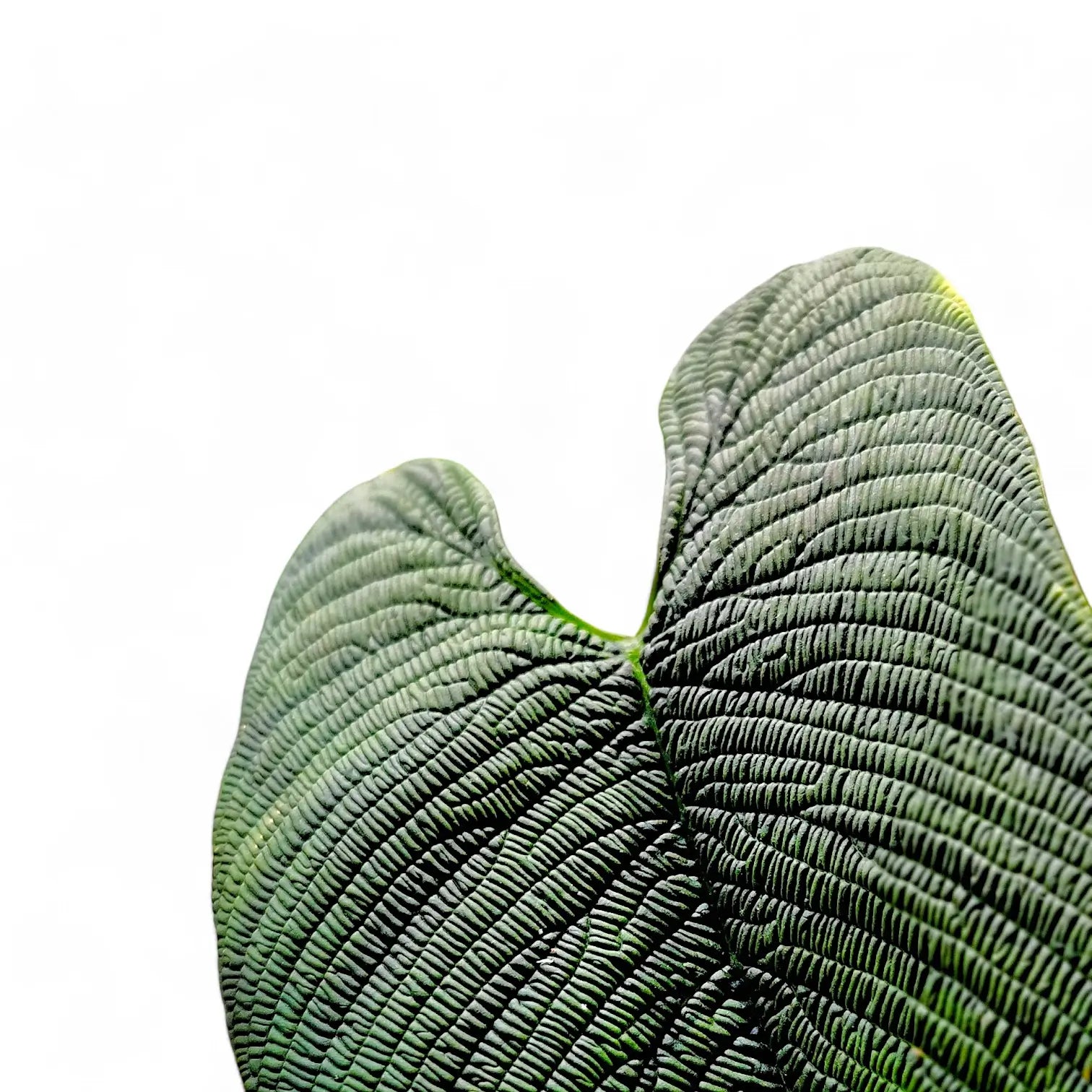 Philodendron furcatum Zimmerpflanze im Anzuchttopf vor weißem Hintergrund, Produktfoto 2.