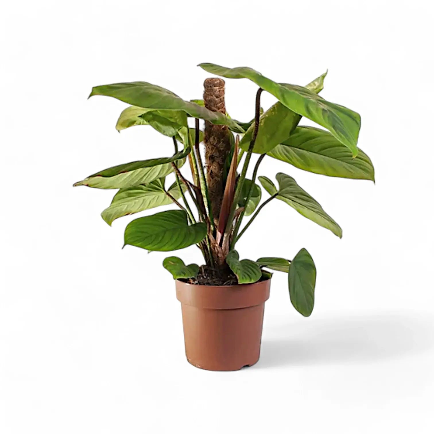 Philodendron 'Fuzzy petiole' plant photo.
