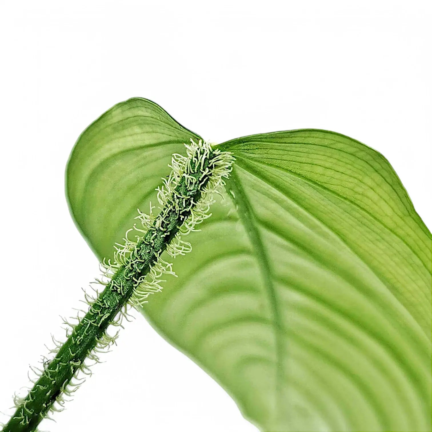 Philodendron genevievianum potted plant in nursery pot on white background.