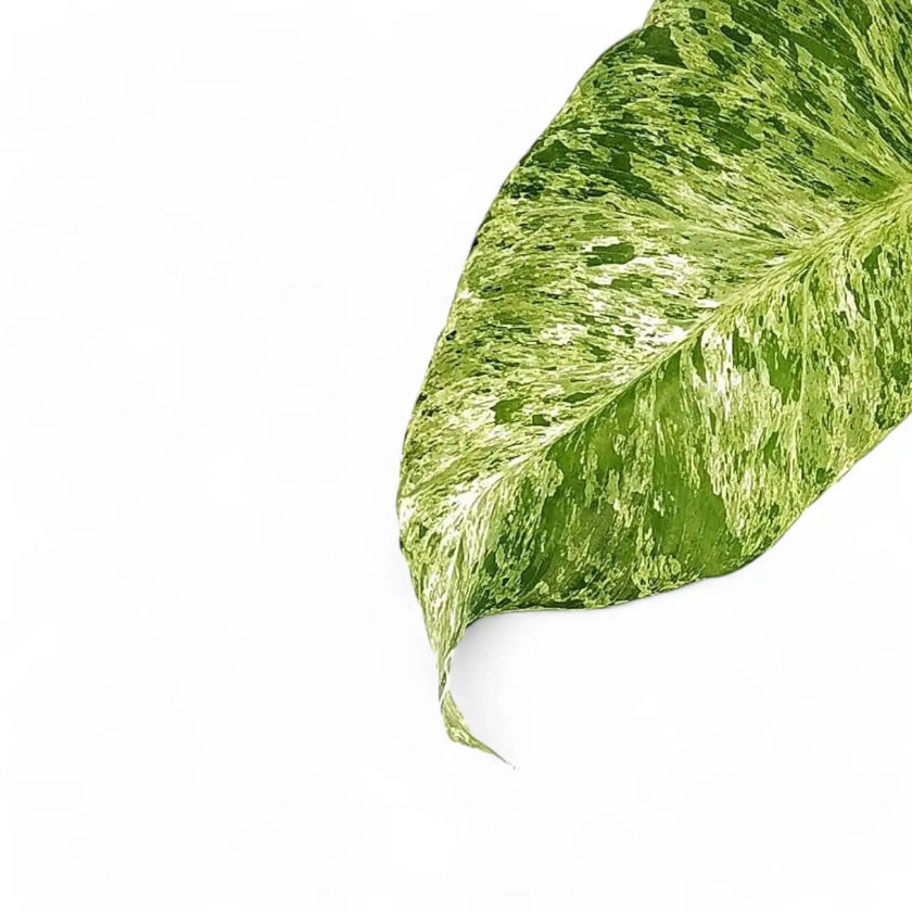 Philodendron giganteum variegata leaf detail on white background.
