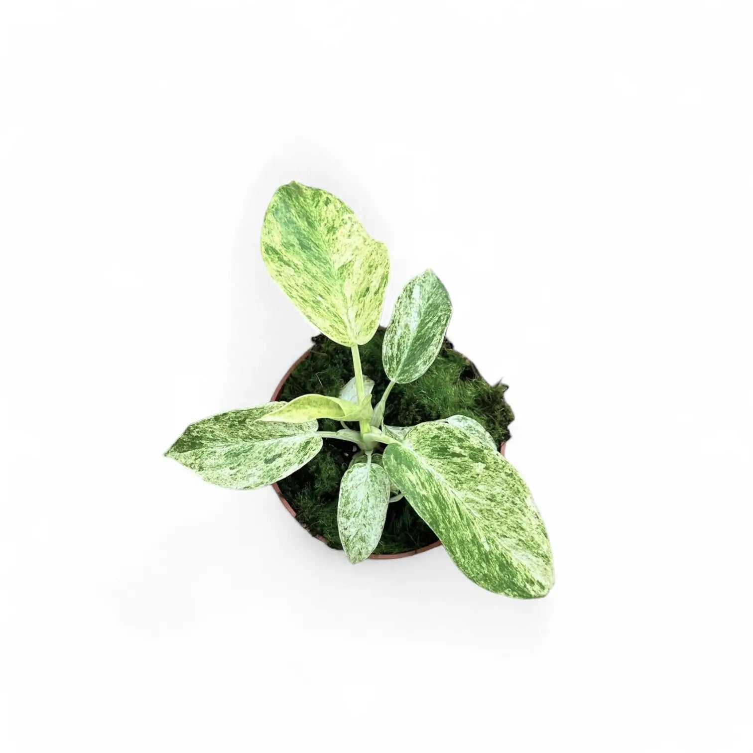 Philodendron giganteum variegata potted plant in nursery pot on white background.