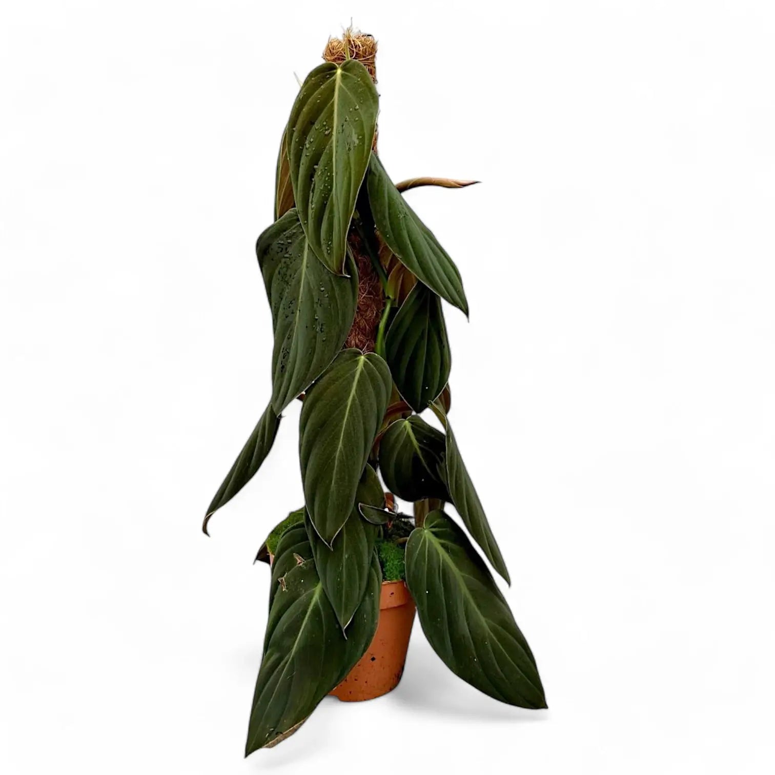 Philodendron gigas – Topfpflanze im Kulturtopf vor weißem Hintergrund, Produktfoto 8.