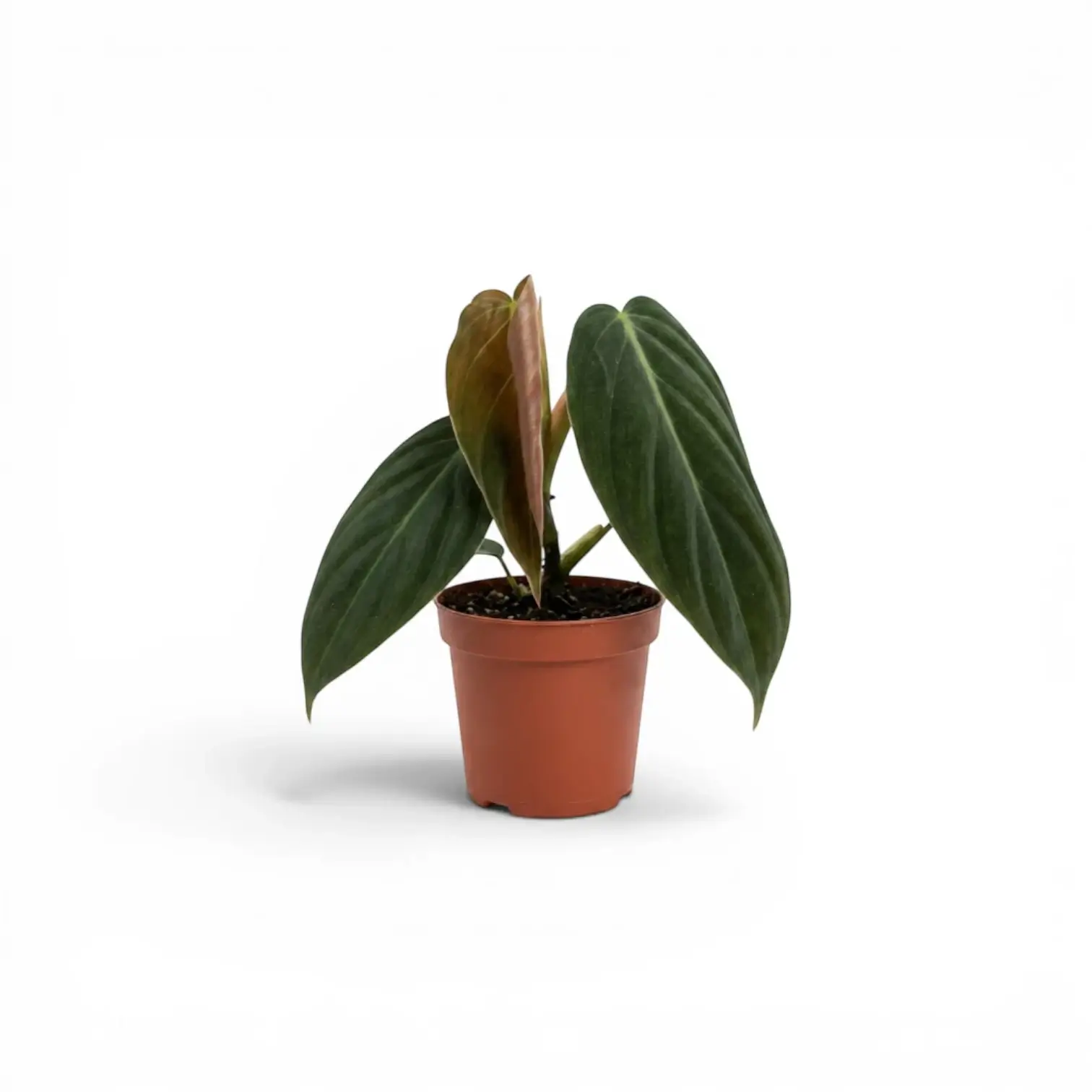 Philodendron gigas als Baby-Pflanze im Kulturtopf.