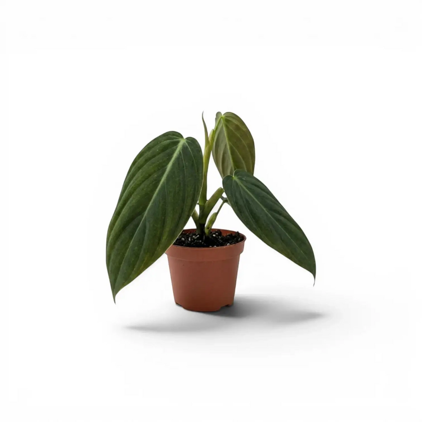 Philodendron gigas baby plant in a nursery pot.