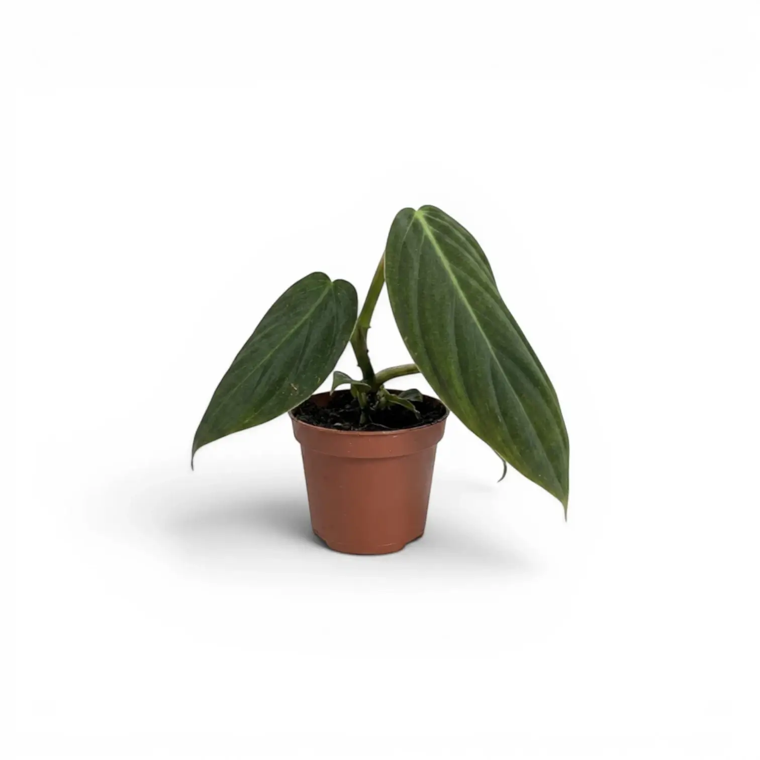 Philodendron gigas als Baby-Pflanze im Kulturtopf.