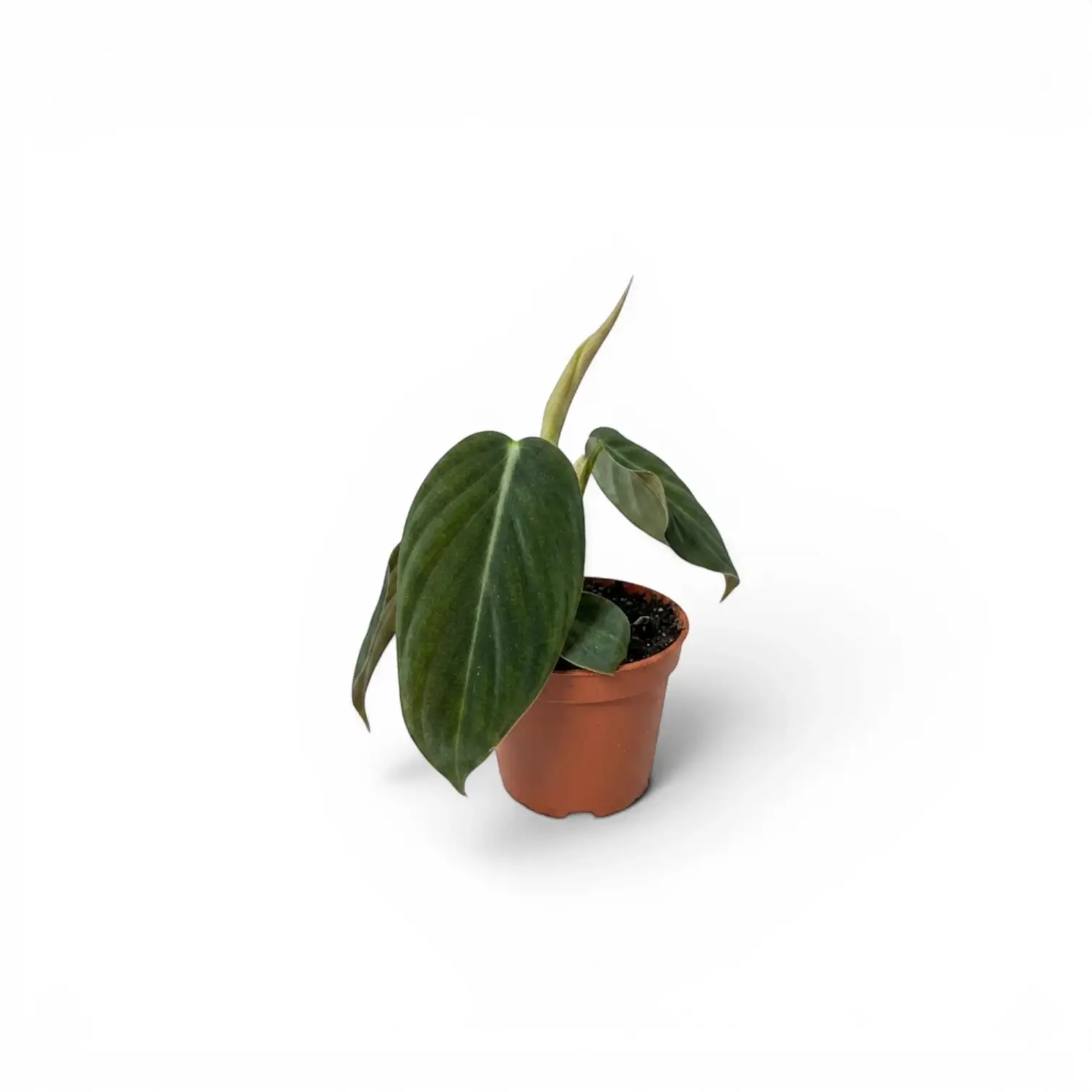 Philodendron gigas als Baby-Pflanze im Kulturtopf.