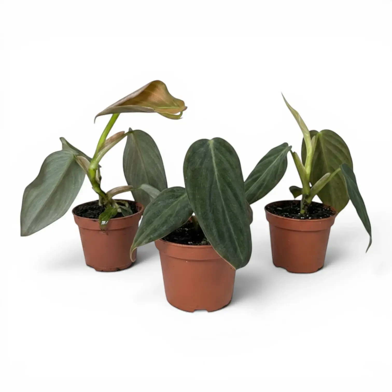 Drei Baby-Pflanzen von Philodendron gigas in Kulturtöpfen.