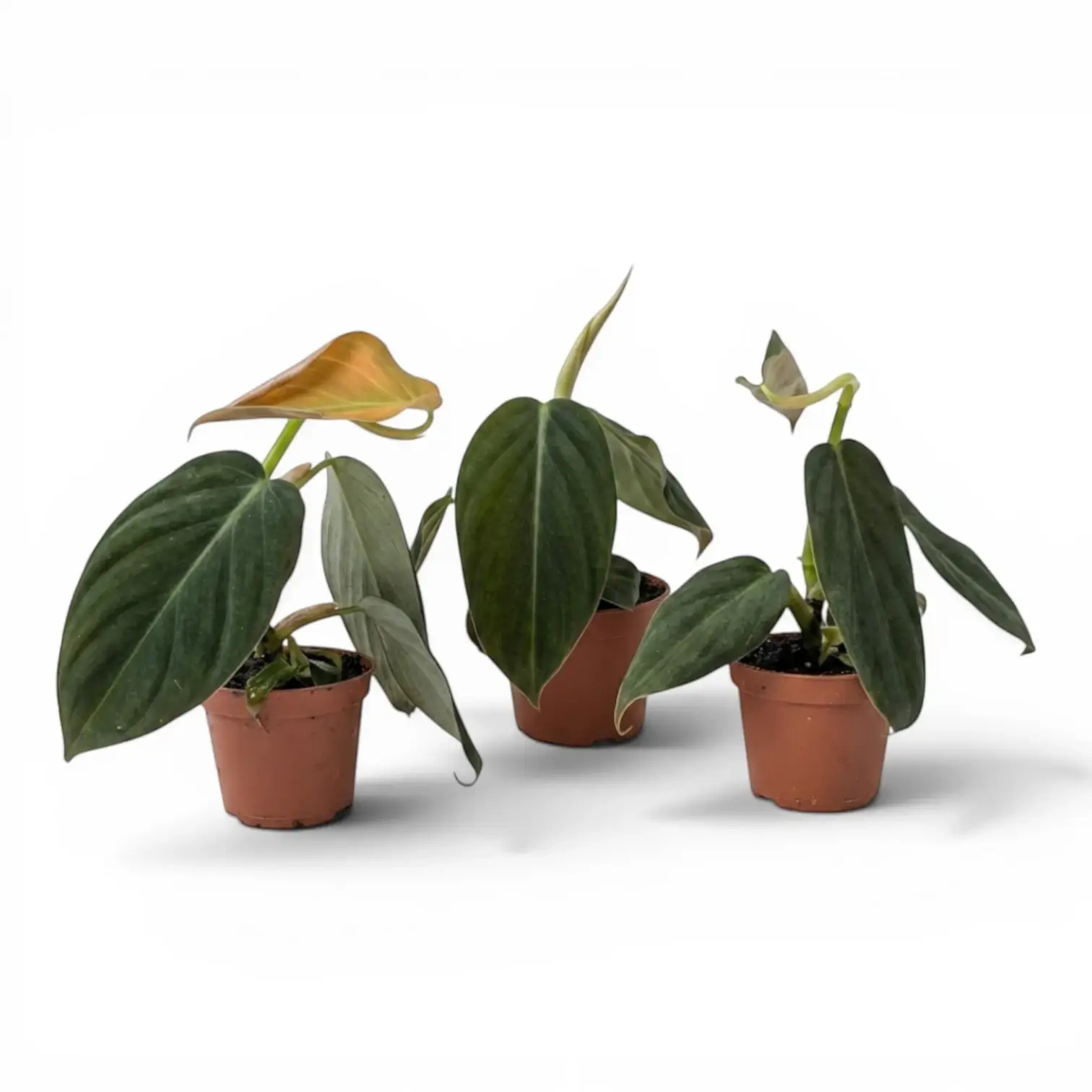 Drei Baby-Pflanzen von Philodendron gigas in Kulturtöpfen.