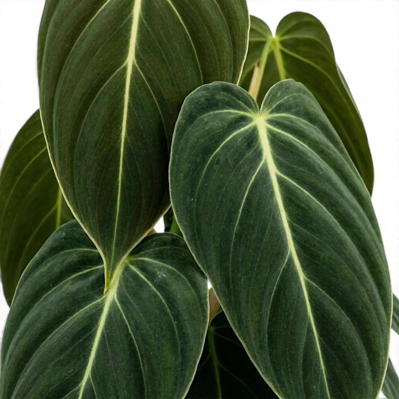 Blätter von Philodendron gigas in Nahaufnahme.
