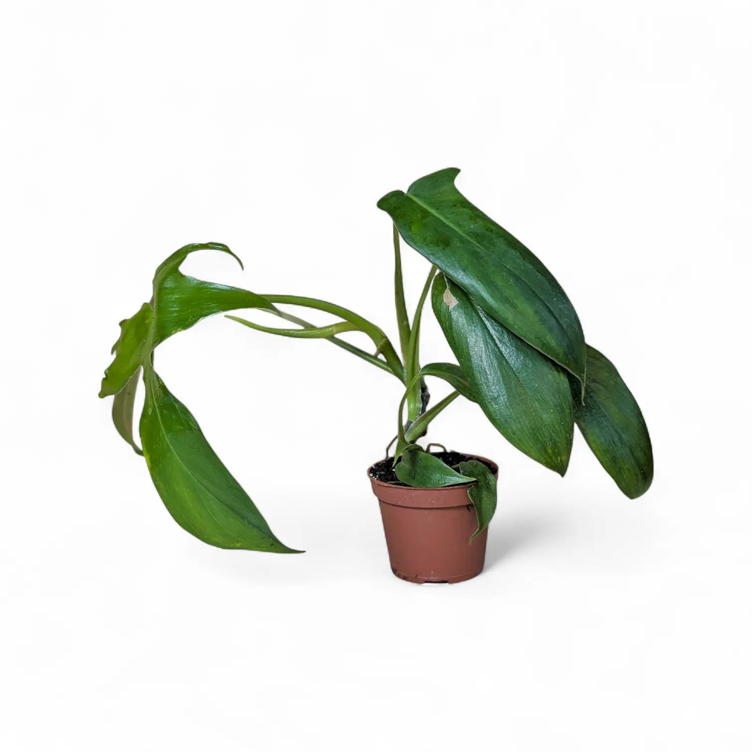 Philodendron 'Glad hands' (quercifolium) potted plant in nursery pot on white background.