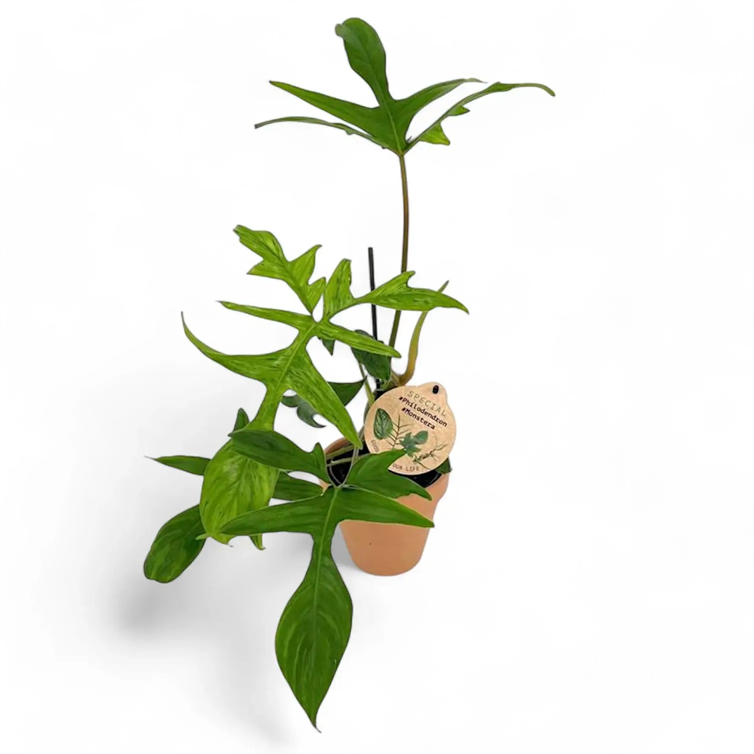 Philodendron 'Glad hands' (quercifolium) potted plant in nursery pot on white background.