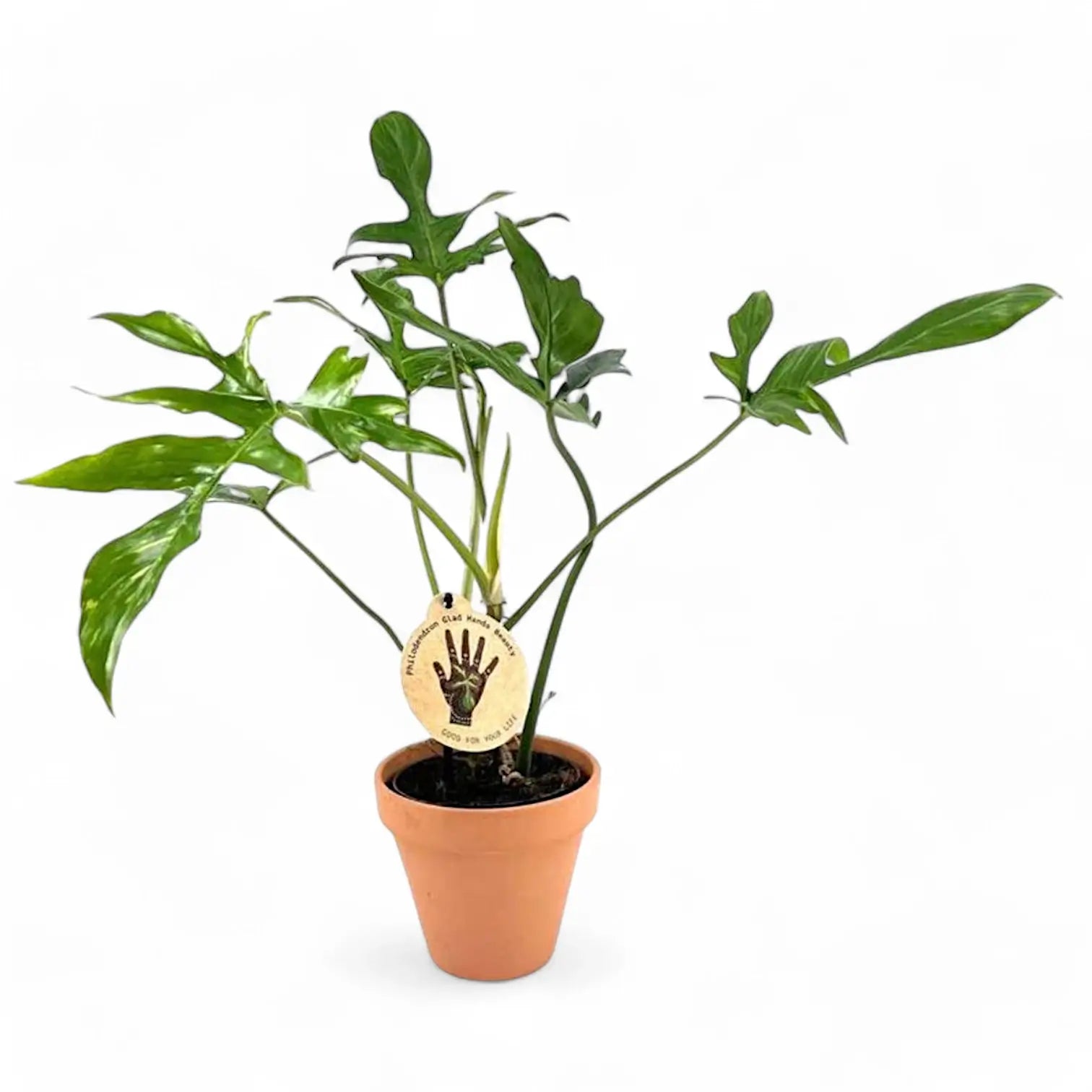 Philodendron 'Glad hands' (quercifolium) potted plant in nursery pot on white background.