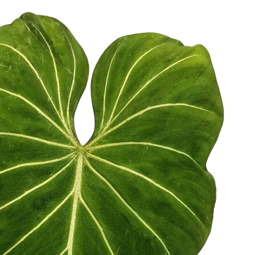Nahaufnahme eines Blatts von Philodendron gloriosum vor weißem Hintergrund.