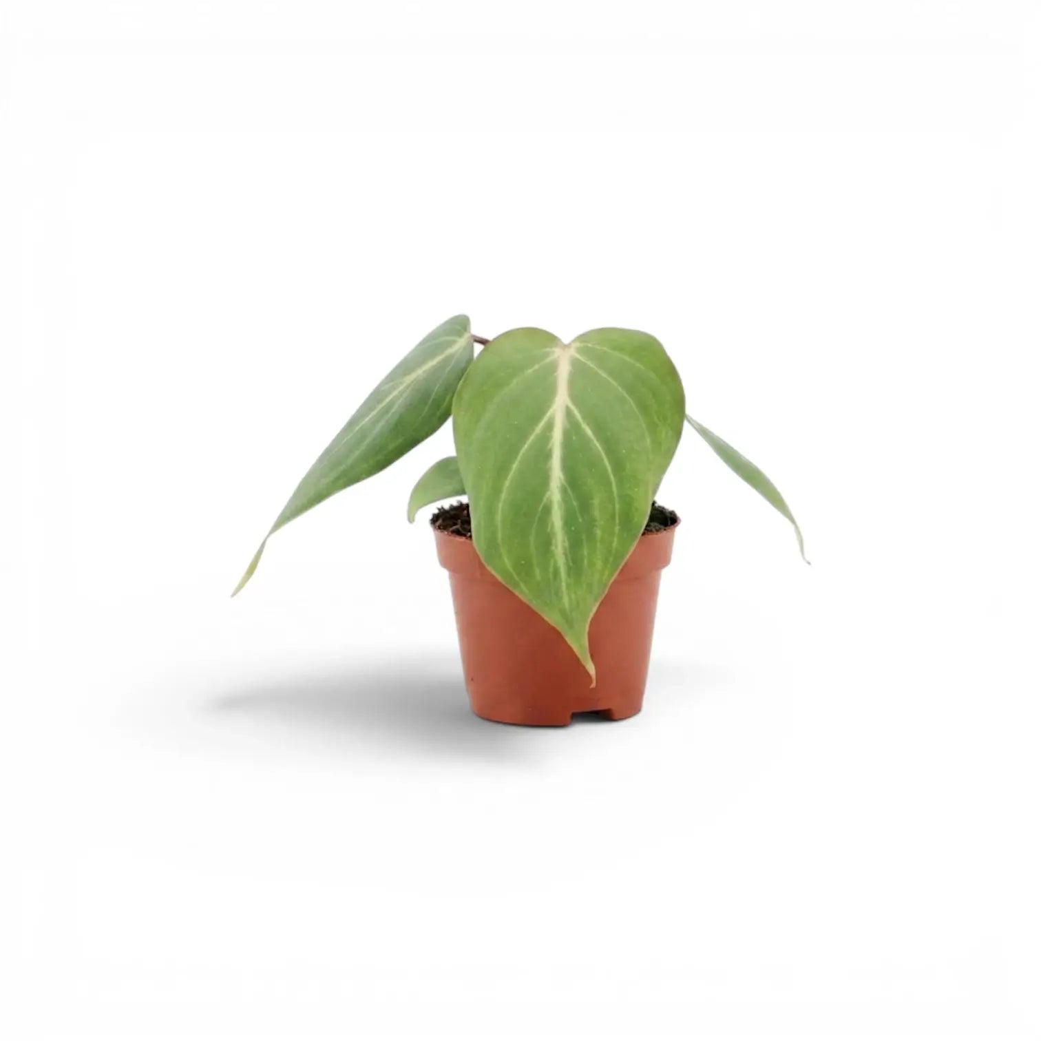 Philodendron gloriosum baby plant in a nursery pot.