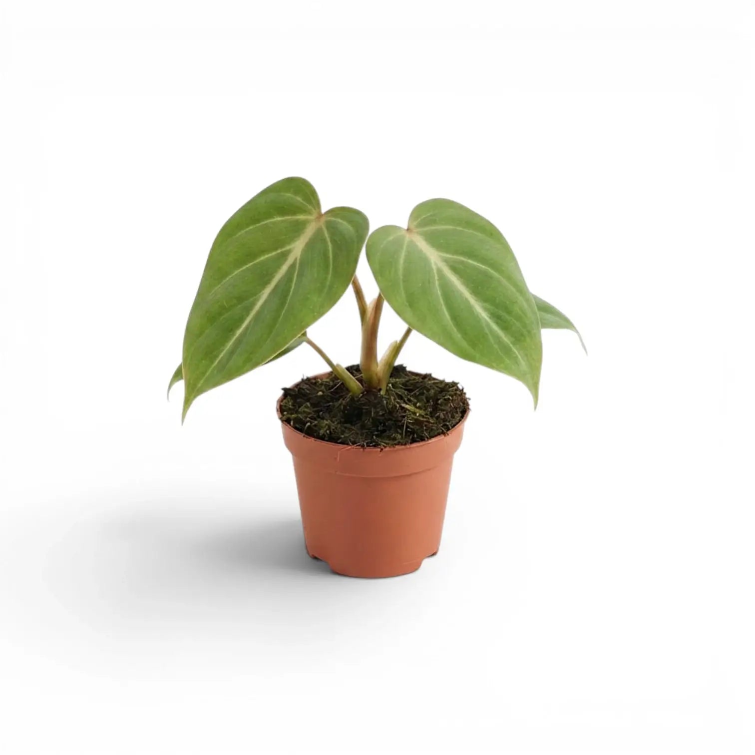 Philodendron gloriosum baby plant in a nursery pot.