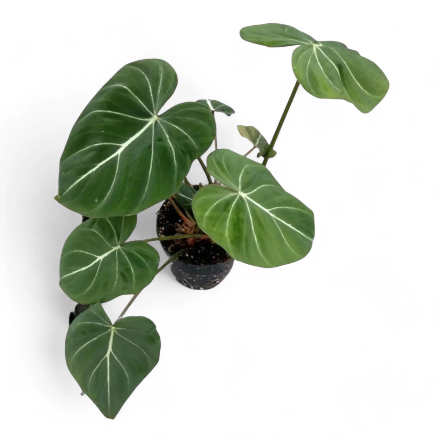 Philodendron gloriosum dark form potted plant in nursery pot on white background.