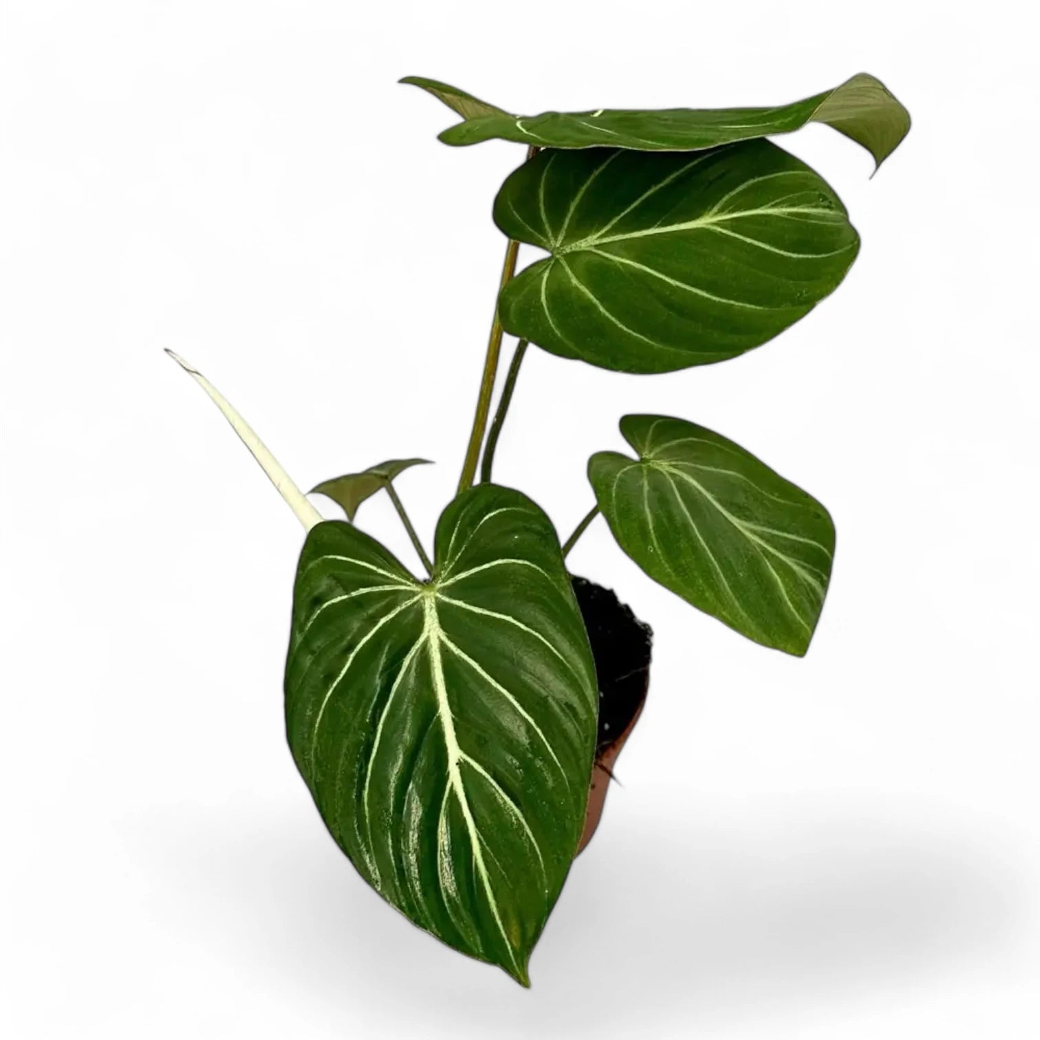 Philodendron gloriosum dark form potted plant in nursery pot on white background.