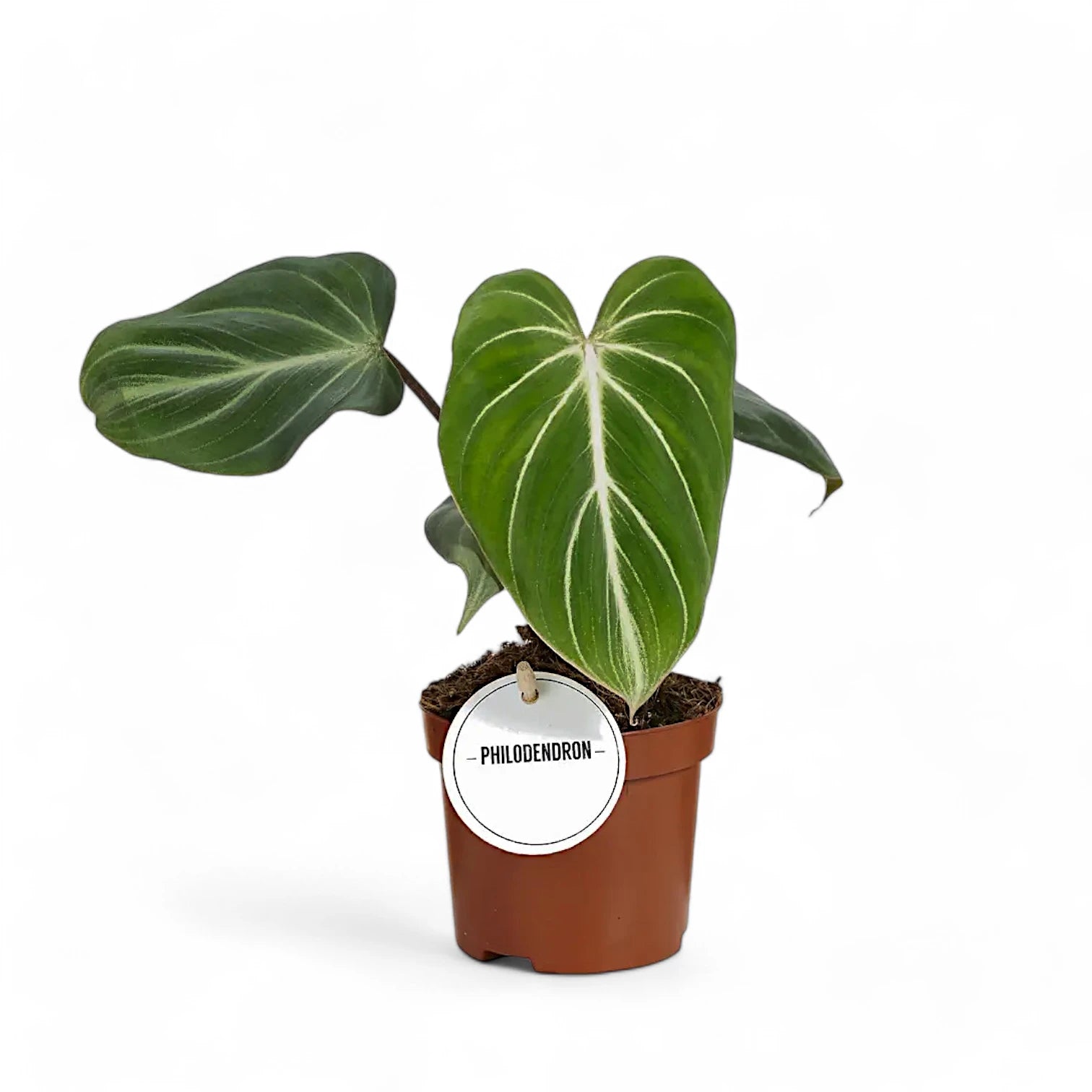 Philodendron gloriosum dark form potted plant in nursery pot on white background.