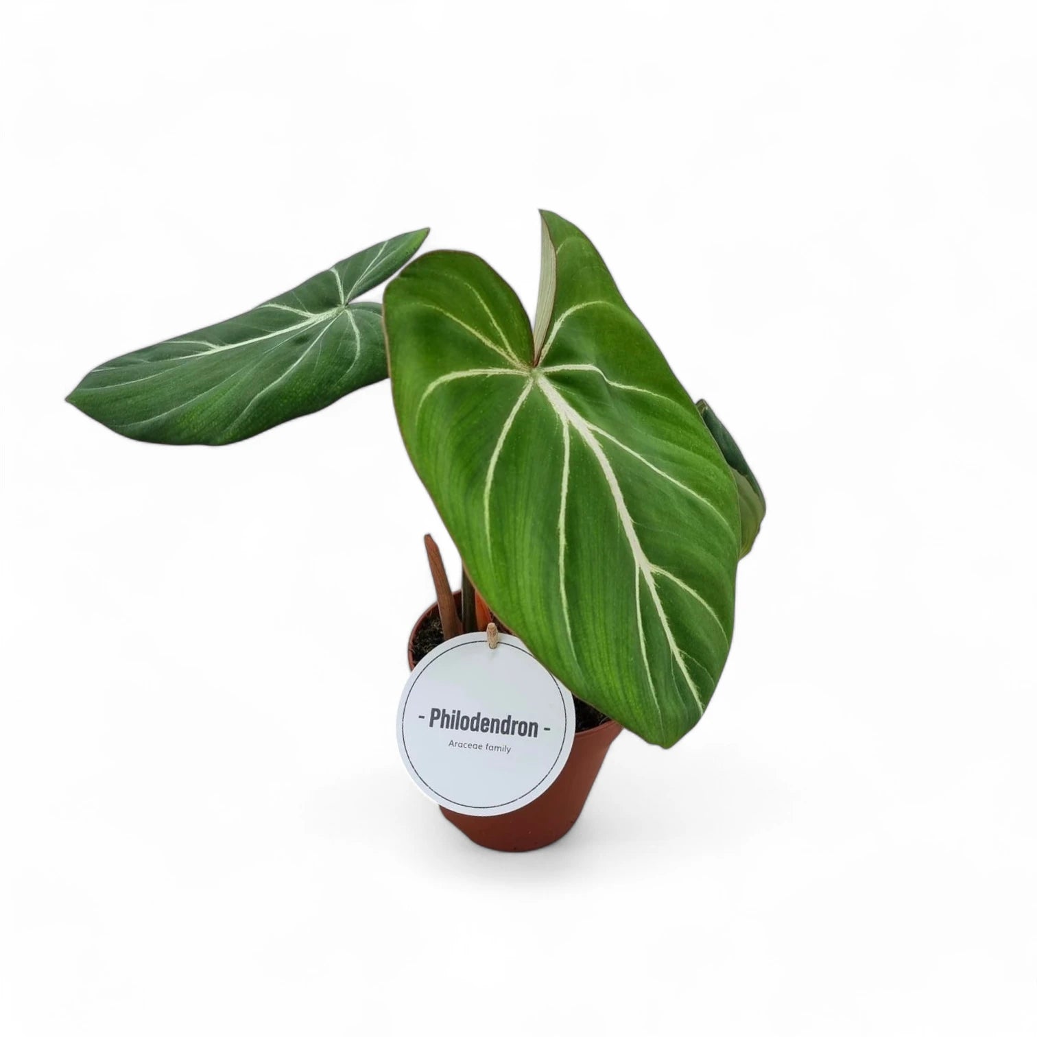 Philodendron gloriosum dark form potted plant in nursery pot on white background.