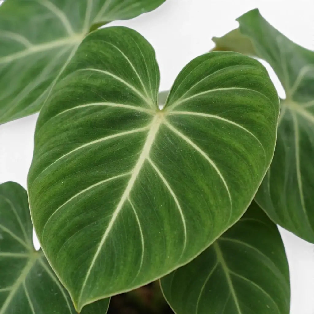 Close-up of Philodendron gloriosum leaves.