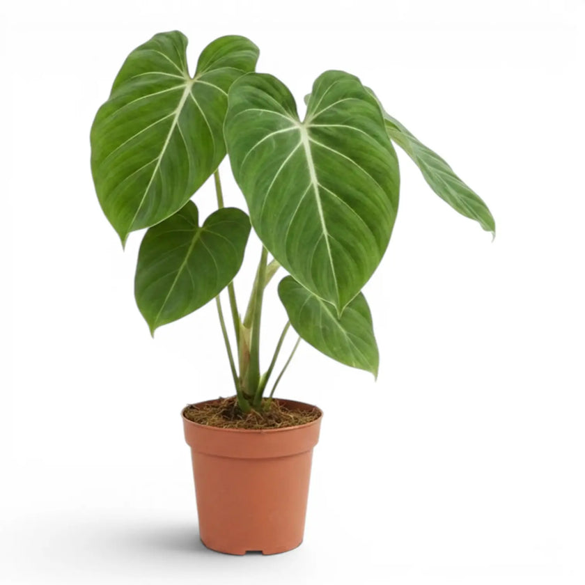 Philodendron gloriosum plant in a nursery pot.