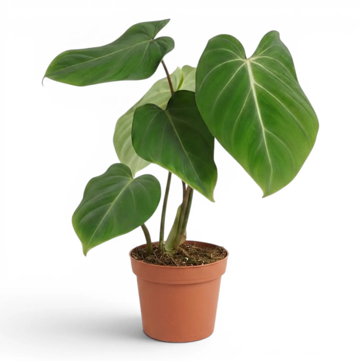 Philodendron gloriosum plant in a nursery pot.