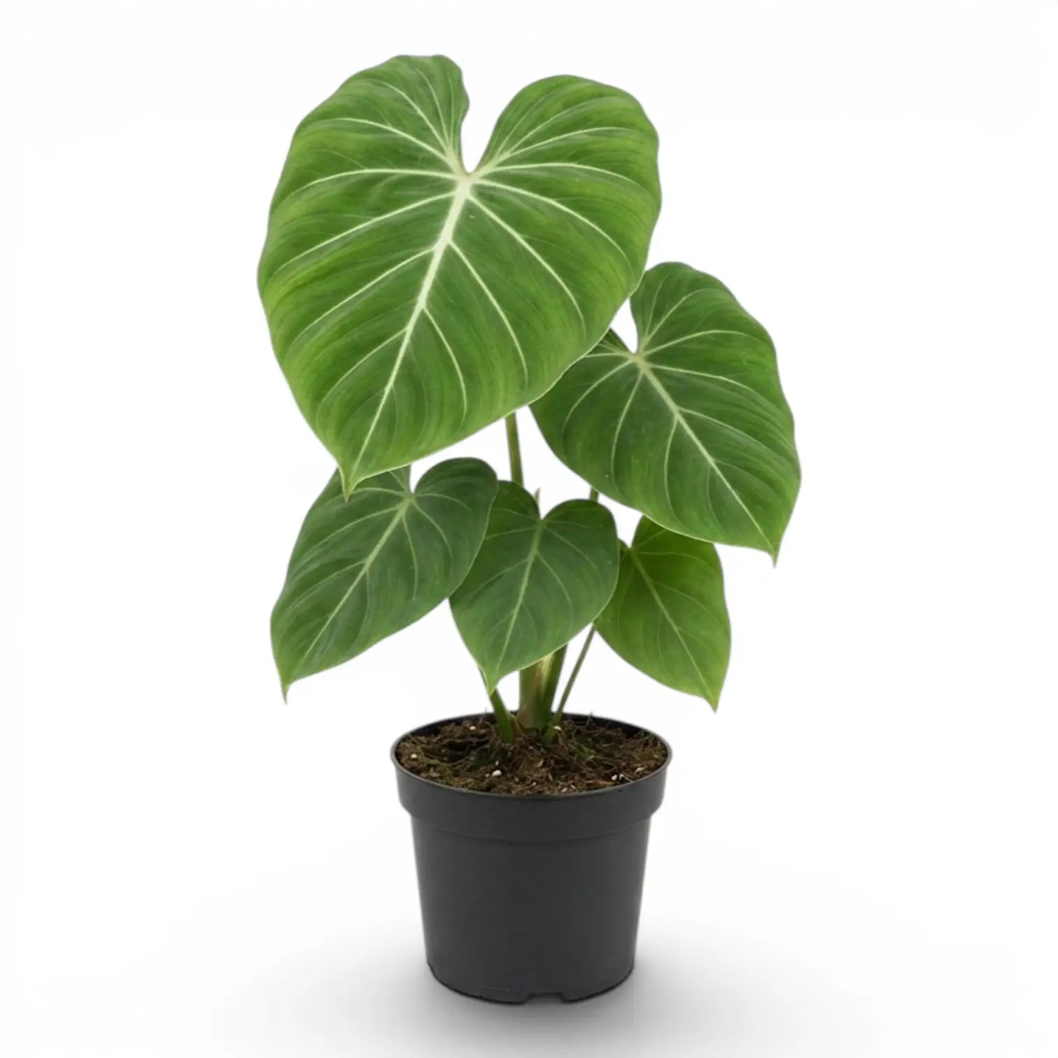 Philodendron gloriosum plant in a nursery pot.