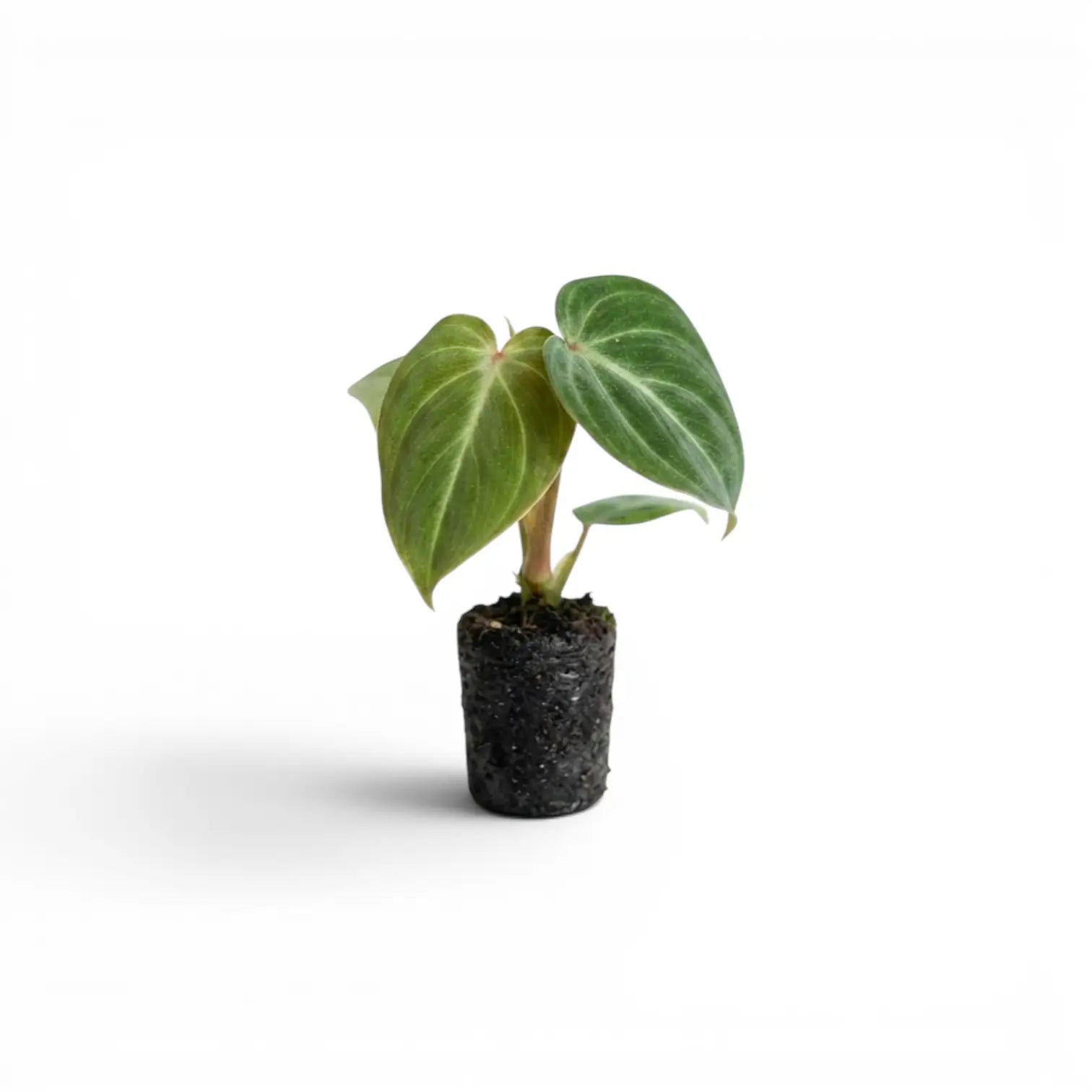 Philodendron gloriosum Plug (Starter Plant).