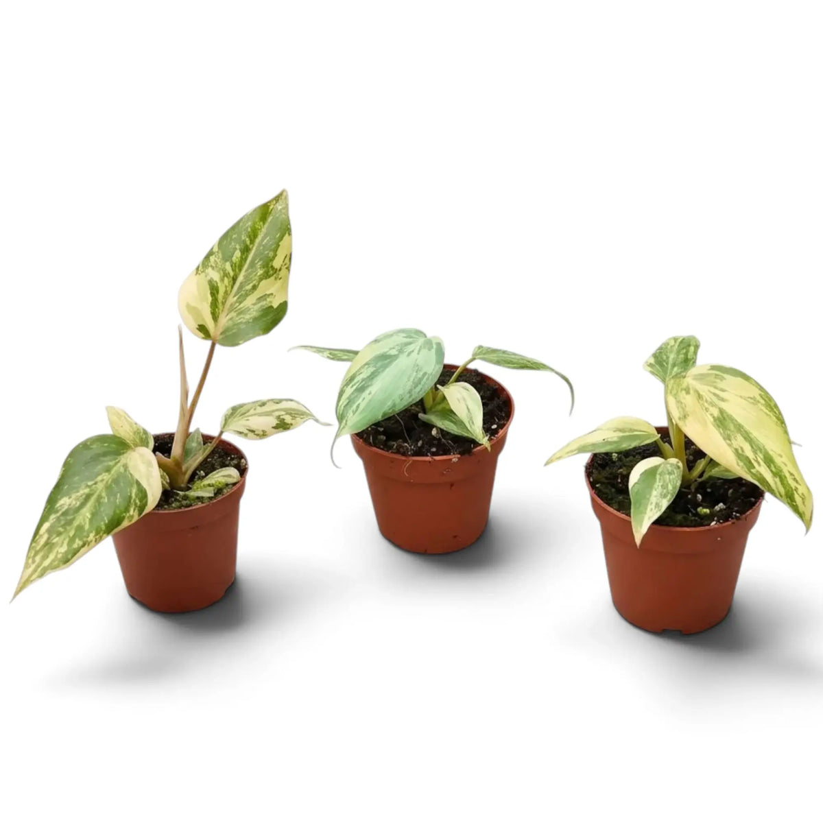 Jungpflanze von Philodendron gloriosum variegata mit samtigen Blättern und unregelmäßiger heller Panaschierung