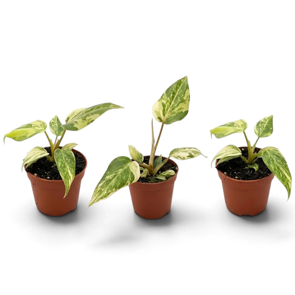Jungpflanze von Philodendron gloriosum variegata mit samtigen Blättern und unregelmäßiger heller Panaschierung